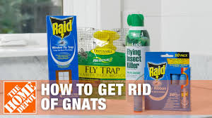 get rid of gnats diy pest control