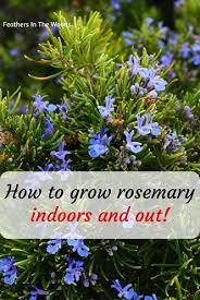 how to grow rosemary indoors and out