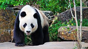 panda hd wallpaper