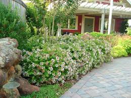 all about abelia weigela and spirea