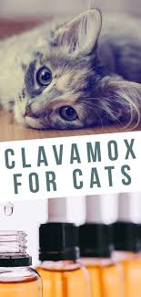 Clavamox For Cats A Guide To Uses Dosage And Side Effects