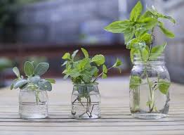 17 Herbs You Can Grow In Water