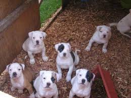 Puppies are raised in open family atmosphere around children. What Makes American Bulldogs Different From Other Bulldog Breeds Puppy Toob