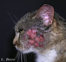 See pictures of feline acne, allergic dermatitis, mites, bacterial cats are susceptible to skin infections, parasites, allergies, and many other conditions commonly seen in people. Allergy In Cats Miliary Dermatitis Feline Extensive Alopecia Eosinophilic Complex Feline Medicine Medical Services Veterinarian Practice