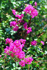 Some evergreen flowering shrubs also produce colorful berries in fall. The 10 Best Evergreen Shrubs Flowering Shrubs To Plant