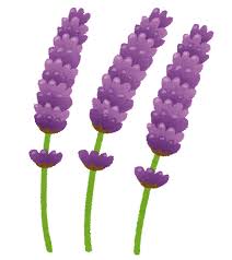ラベンダーのイラスト(花) | かわいいフリー素材集 いらすとや