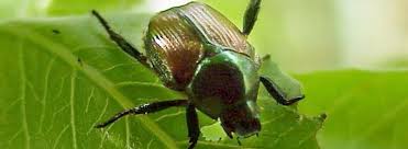 Many pest control professionals recommend these japanese beetle control methods. Japanese Beetle Bioadvanced