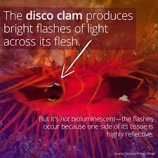 The Flashy, Fascinating Disco Clam - Smart Meme - ... via Relatably.com