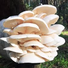 Is Mushroom Farming Is Beneficial?