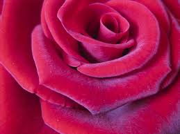 beautiful rose free stock photo by