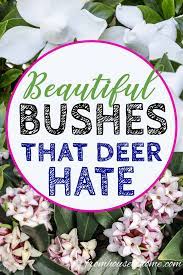 deer resistant shade plants 15
