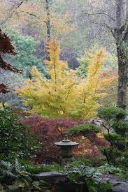 Japanese Maple Companion Plants