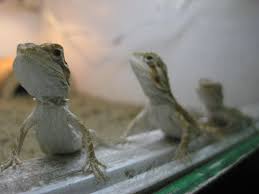 what to do if your bearded dragon lays eggs