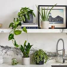 house plants indoor plants