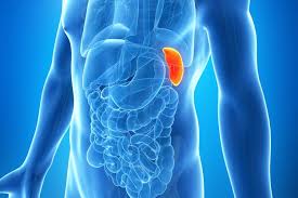 The position of your stomach is above the navel, so gas pain is often felt along the left or right side of the stomach. Spleen Function Location Problems Live Science