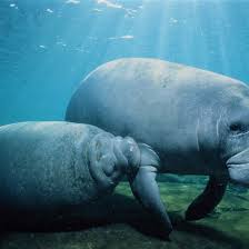 Sirenians are animals in the order sirenia—which includes manatees, dugongs, and the extinct steller's sea cow. 10 Amazing Facts About Manatees