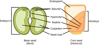 diffeiate between monocot and dicot