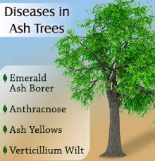 10 Common Diseases In Ash Trees And Their Treatment