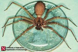 I mean its not the worst spider you could get but it is still a bloody spider, wouldn't you think buying. Brown Recluse Spiders In Colorado Recognition And Spiders Of Similar Appearance 5 607 Extension