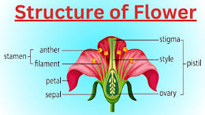 structure of flower drawing