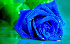 blue rose background hd wallpapers