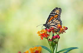 15 flowers that attract erflies