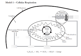 Cellular Respiration An Overview