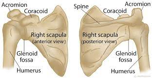 Movements of the human shoulder represent the result of a complex dynamic interplay of structural bony anatomy and biomechanics, static ligamentous and tendinous restraints, and dynamic muscle forces. Scapula Shoulder Blade Anatomy Muscles Location Function Scapula Shoulder Anatomy Anatomy