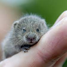 get rid of voles in the yard and garden