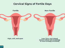 your cervix and cervical position