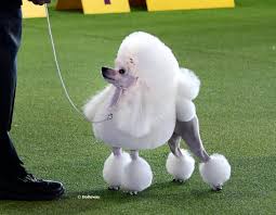 toy poodles need to look like toy