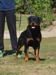 giant rottweiler puppies