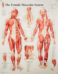Female Muscular System Chart