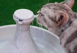 Maybe you would like to learn more about one of these? The Best Cat Water Fountains Why Your Pet Needs One