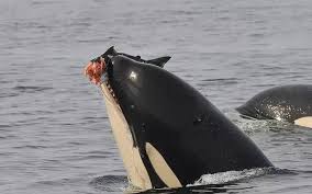 Dent orque : gros plan usure de la dentition de l'épaulard