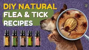 diy essential oil flea tick spray