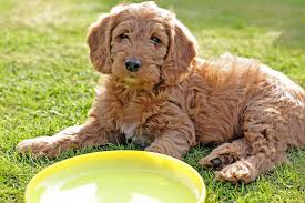 labradoodle dog breed pictures