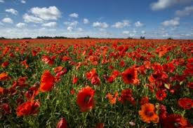 Short days ago we lived, felt dawn, saw sunset glow, loved and were loved, and now we lie in flanders fields. Remembrance Day What Is It And How Will 2020 Be Different Cbbc Newsround