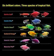 Great Glofish Chart From Tetra Usa Did You Know There Were