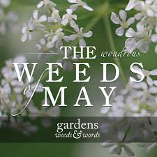 the weeds of may gardens weeds words