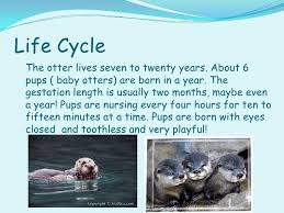 Related Image Baby Otters Otters Otter Facts