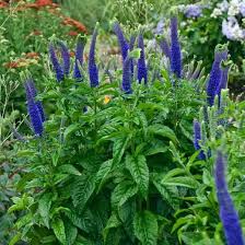 The way that growers now mix the genetics of purple flowers is intriguing. Veronica Sunny Border Blue Speedwell Sunny Border Blue Blue Flowers Blue Flower Spikes Violet Flowers Violet Flower Blue Plants Perennials Flower Care