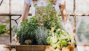 How To Start A Herb Garden Everything