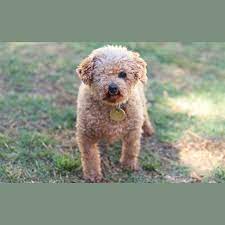 delora small female poodle toy mix