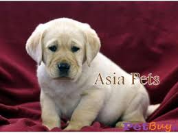 However, it is rare to find purebred labrador puppies free of charge unless they. Labrador Puppies Price In Lucknow Labrador Puppies For Sale In Lucknow