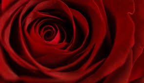 red rose love from pikwizard