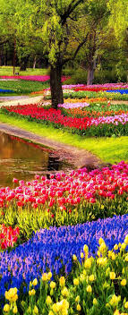 As soon as it is possible to open, keukenhof will do so. Keukenhof Gardens Amsterdam Netherlands Beautiful Gardens Most Beautiful Gardens Beautiful Landscapes
