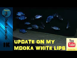 mdoka white lips a stunning tropical