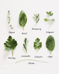 how to grow herbs a couple cooks