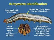 What does lawn grub larvae look like?